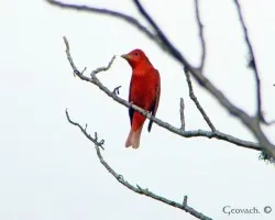 Piranga rubra 2