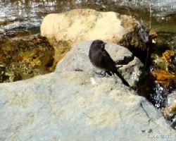 Sayornis nigricans