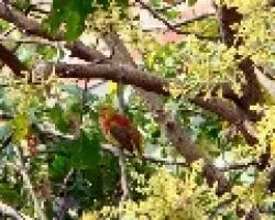 inmaduro de Piranga Rubra