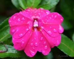 Flor 1