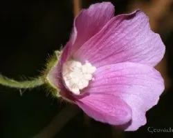 Flor 2
