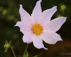Flor 3