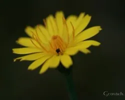 Flor 4