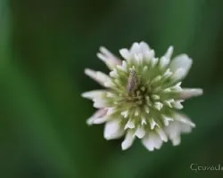 Flor 5