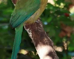 Momotus momota (corregido)
