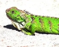verde muy verde 