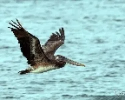 Pelecanus occidentalis