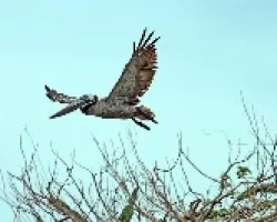 Pelecanus occidentalis
