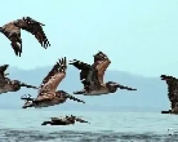 Pelecanus occidentalis