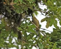 Ptilogonys caudatus