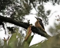 Picoides villosus
