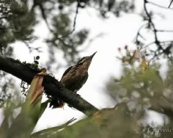 Picoides villosus