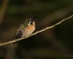 Lampornis calolaemus