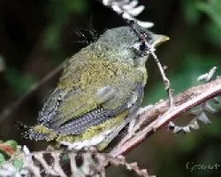 Chlorospingus ophthalmicus