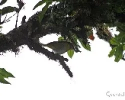 Chlorospingus ophthalmicus