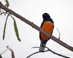 Trogon caligatus