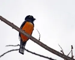 Trogon caligatus