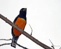 Trogon caligatus