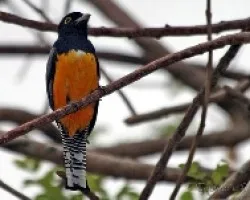 Trogon caligatus