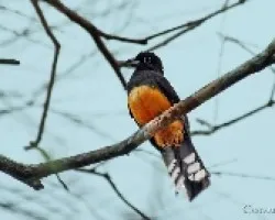 Trogon melanocephalus