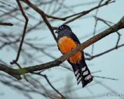 Trogon melanocephalus