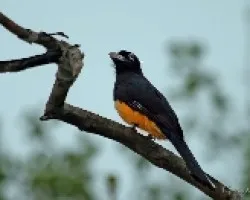 Trogon melanocephalus