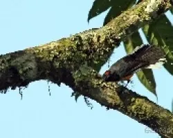 Myioborus miniatus