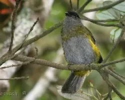 Phainoptila  melanoxantha - Capulinero negro y amarillo Hembra 1