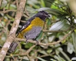 La parejita de Phainoptila  melanoxantha - Capulinero negro y amarillo macho 1