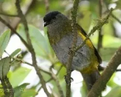 Phainoptila  melanoxantha - Capulinero negro y amarillo Hembra 2