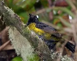 Phainoptila  melanoxantha - Capulinero negro y amarillo macho 2