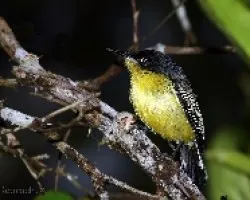 Todirostrum cinereum -  espatulilla com?n 1