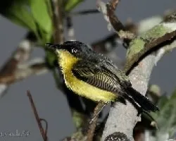 Todirostrum cinereum -  espatulilla com?n 2