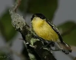 Todirostrum cinereum -  espatulilla com?n 3