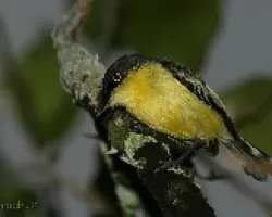 Todirostrum cinereum -  espatulilla com?n 4