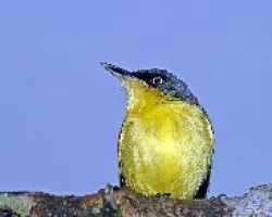 Todirostrum cinereum -  espatulilla com?n 5