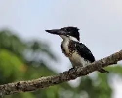 Chloroceryle americana - Mart?n pescador verde