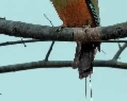 Eumomota superciliosa - Momoto cejiceleste