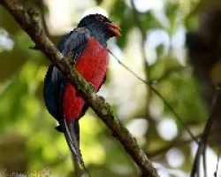 Trogon massena - Trogón coliplomizo