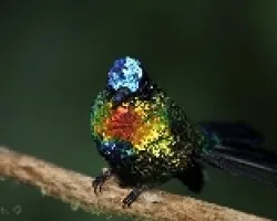 Panterne insignis - Fiery-throated Hummingbird