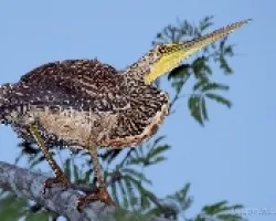 Garza Tigre -Trigisoma mexicanum
