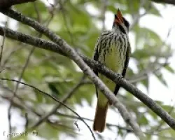 Myiodynastes luteiventris