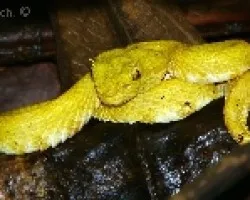 Bocaraca