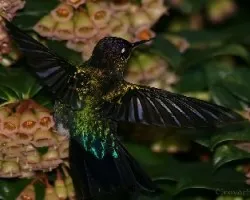 parece una bailarina 