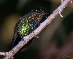 posado