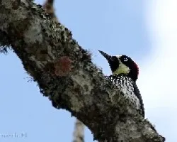 Melanerpes formicivorus - carpintero careto 1