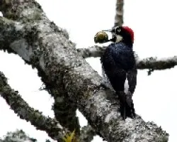 Melanerpes formicivorus - carpintero careto 2