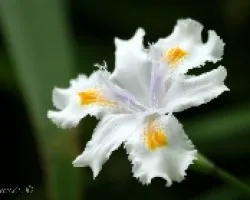 curiosa flor 