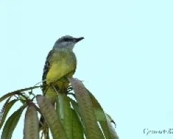 Tyranus Melancholicus  - Western Kingbird 1