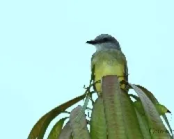Tyranus Melancholicus - Western Kingbird 2